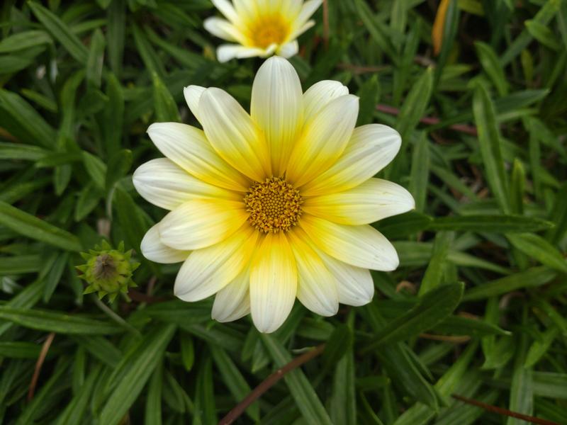 フェードアウト効果の草花写真