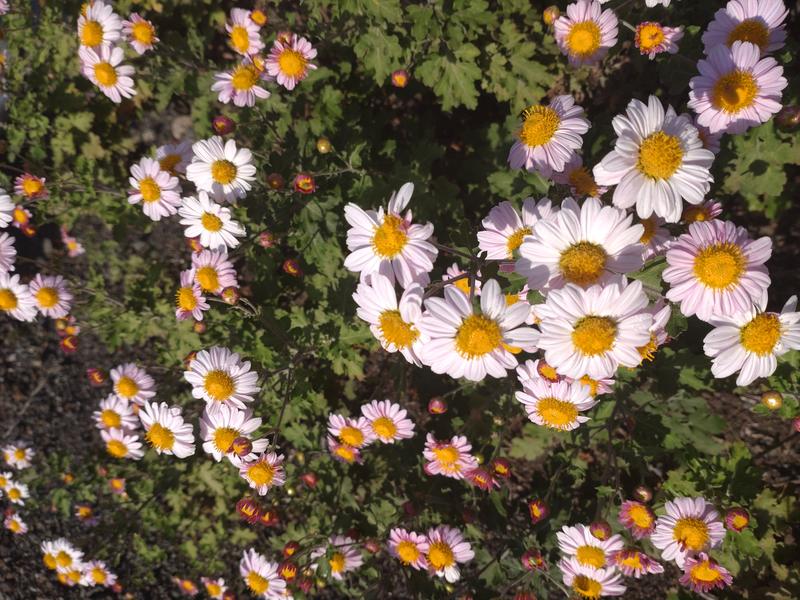 フェードアウト効果の草花写真