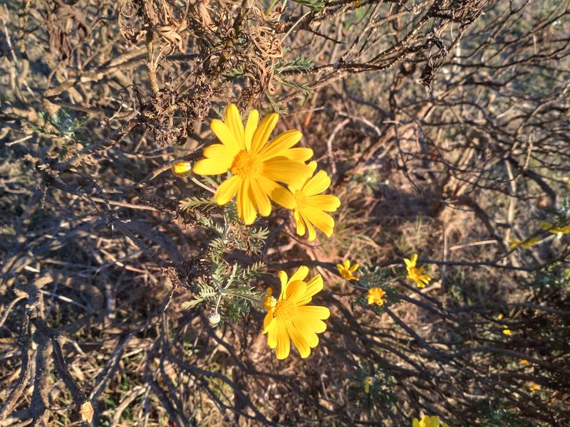 フェードアウト効果の草花写真