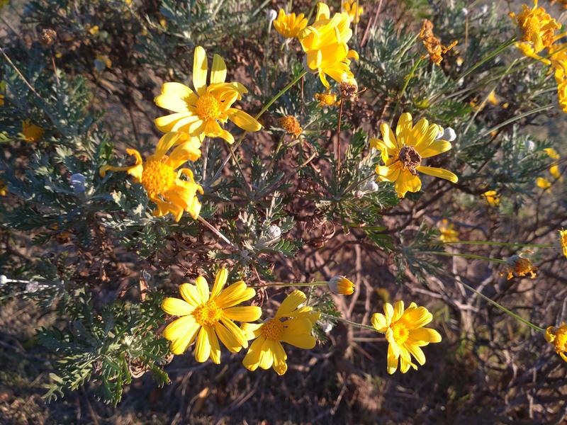 フェードアウト効果の草花写真