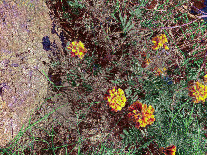 フェードアウト効果の草花写真