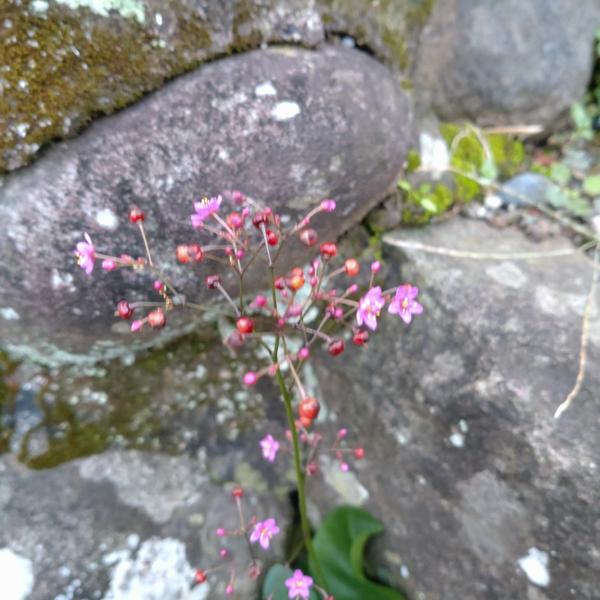 フェードアウト効果の草花写真