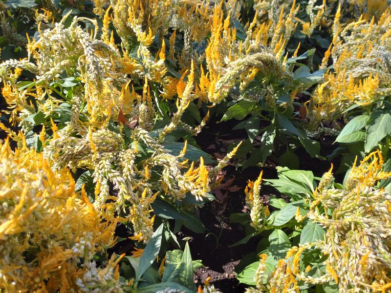 フェードアウト効果の草花写真