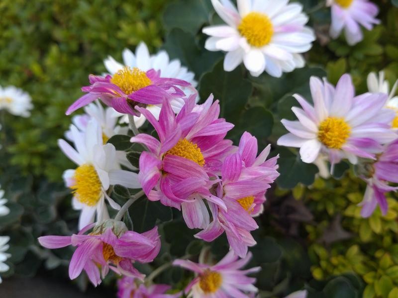 フェードアウト効果の草花写真