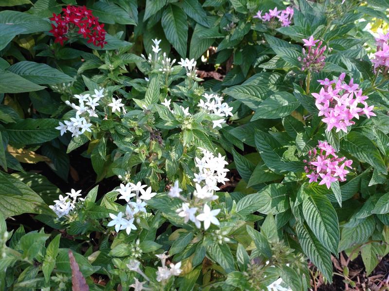 フェードアウト効果の草花写真