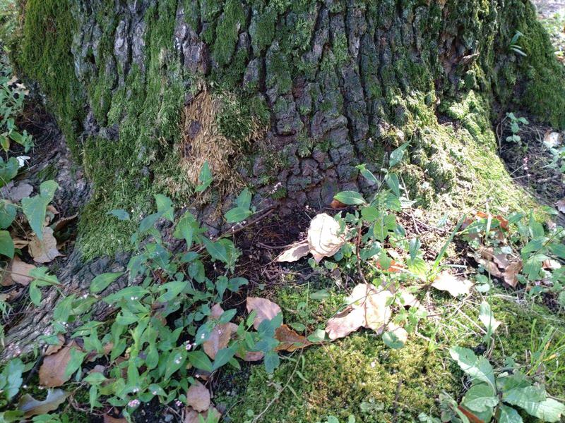 フェードアウト効果の草花写真