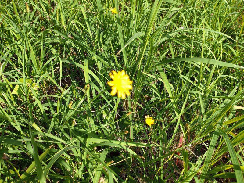 フェードアウト効果の草花写真