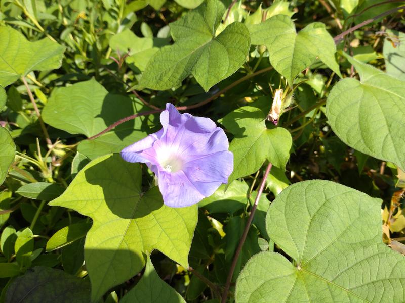 フェードアウト効果の草花写真