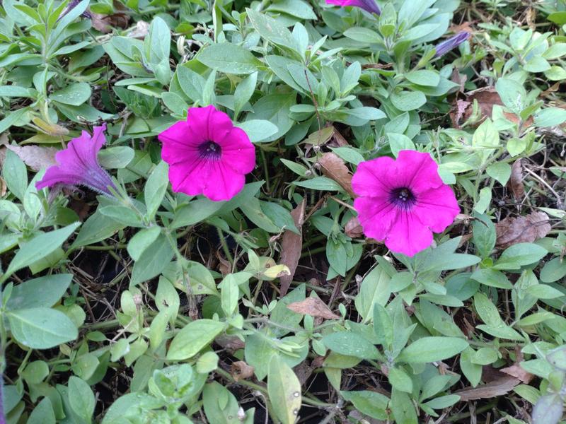 フェードアウト効果の草花写真