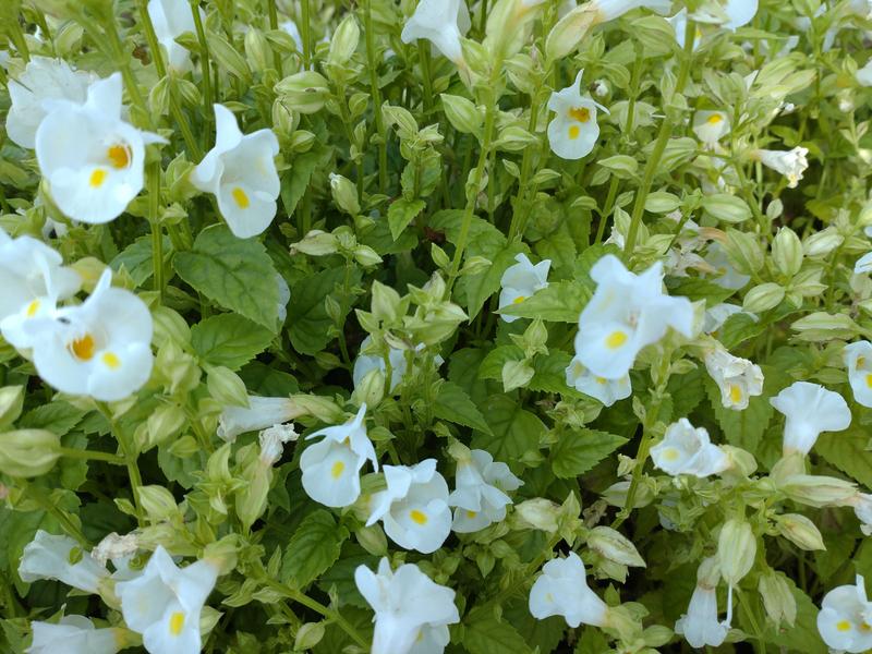 フェードアウト効果の草花写真