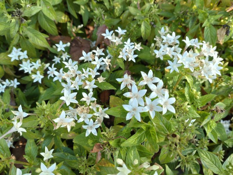 フェードアウト効果の草花写真