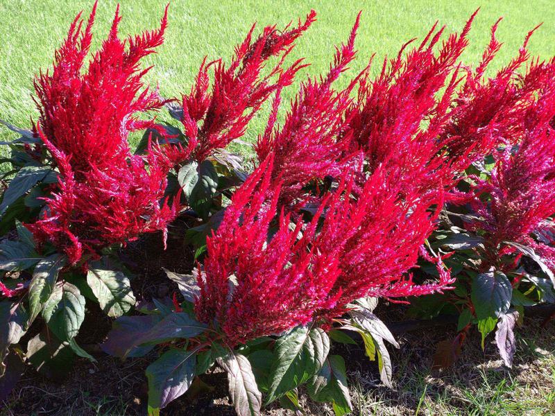 フェードアウト効果の草花写真