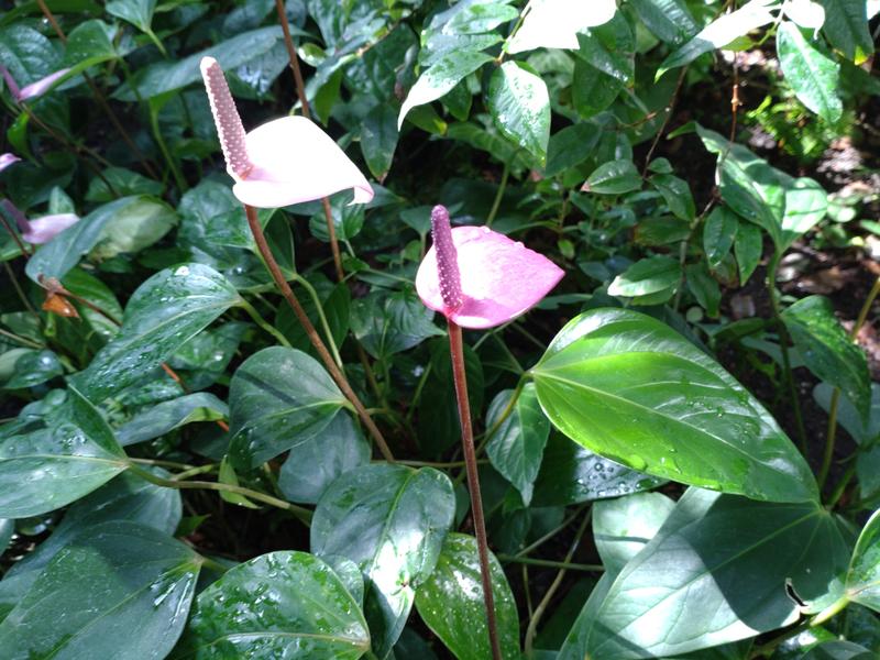 フェードアウト効果の草花写真