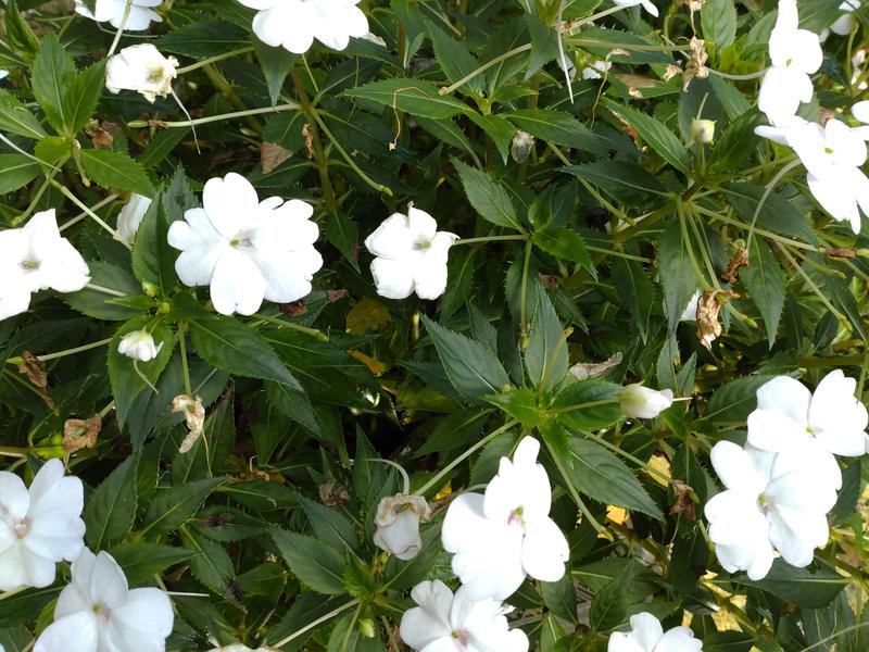 フェードアウト効果の草花写真