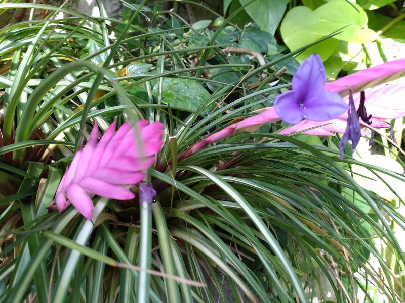 フェードアウト効果の草花写真