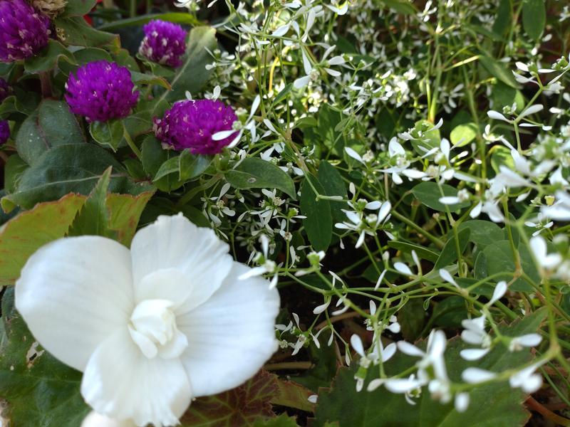 フェードアウト効果の草花写真