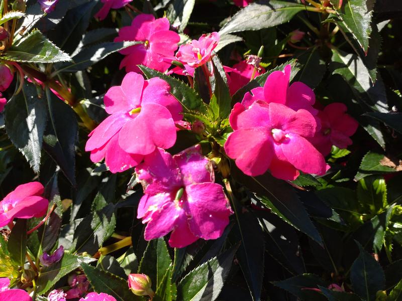 フェードアウト効果の草花写真