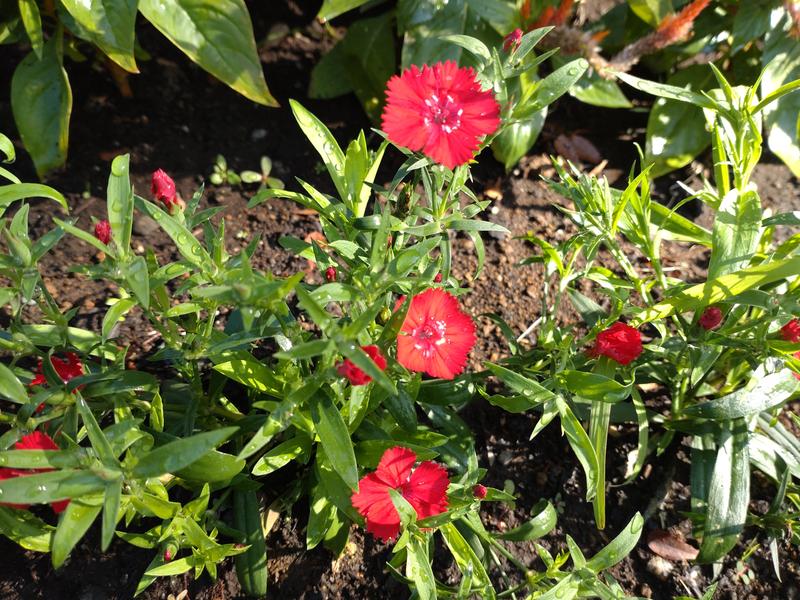 フェードアウト効果の草花写真