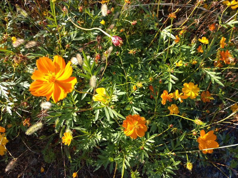 フェードアウト効果の草花写真