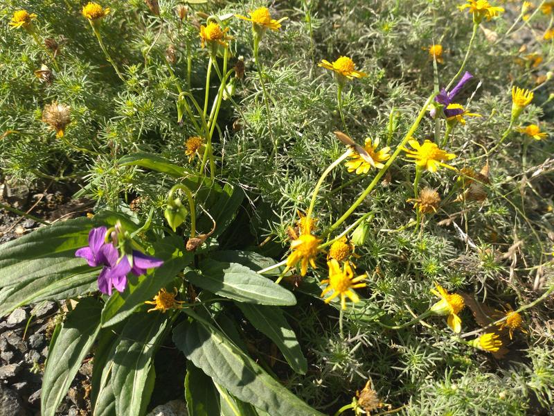 フェードアウト効果の草花写真