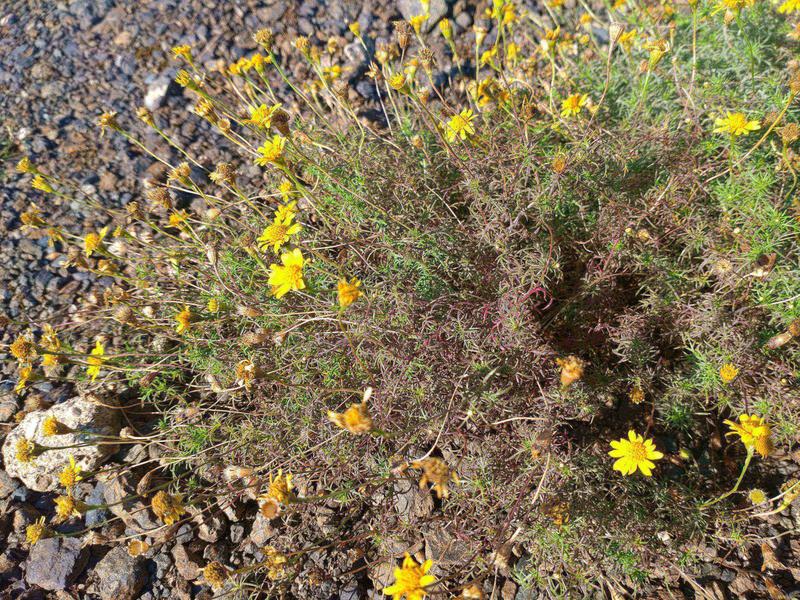 フェードアウト効果の草花写真