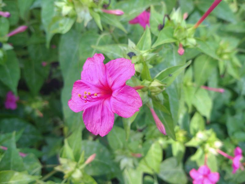 フェードアウト効果の草花写真