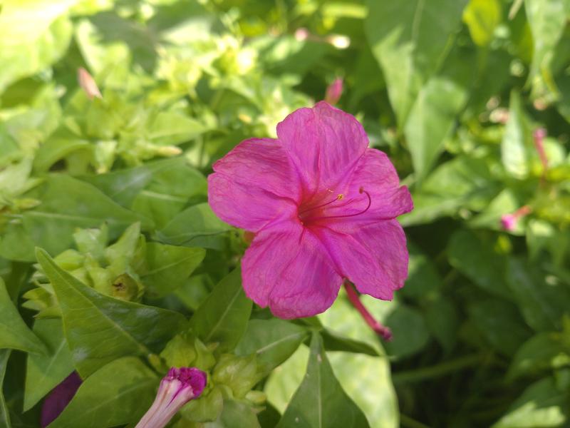 フェードアウト効果の草花写真