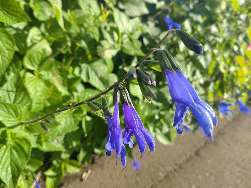 フェードアウト効果の草花写真