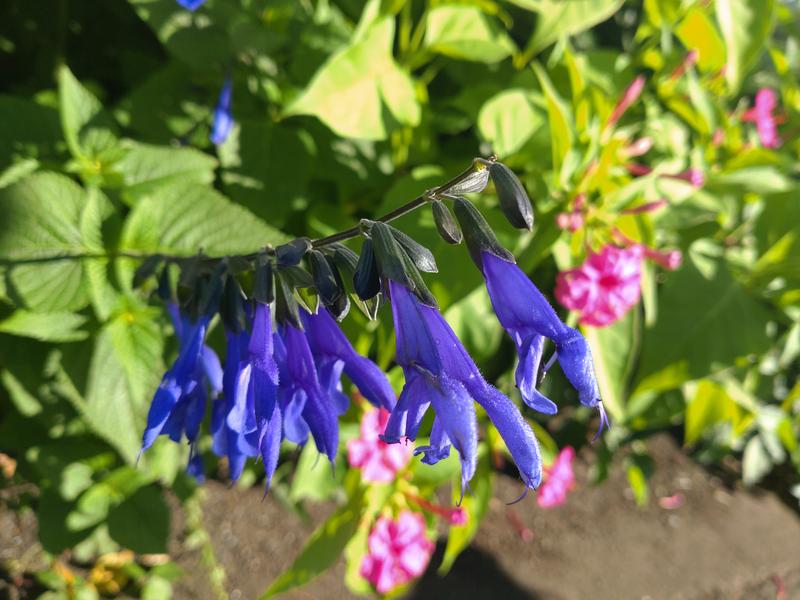 フェードアウト効果の草花写真