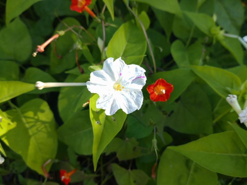 フェードアウト効果の草花写真