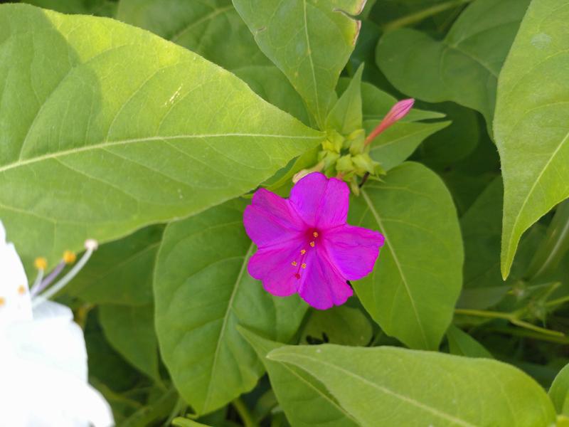 フェードアウト効果の草花写真