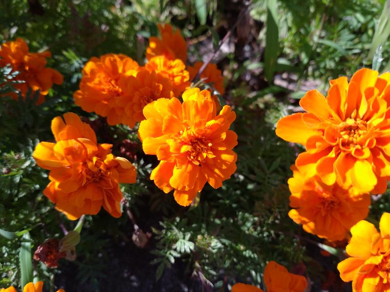 フェードアウト効果の草花写真