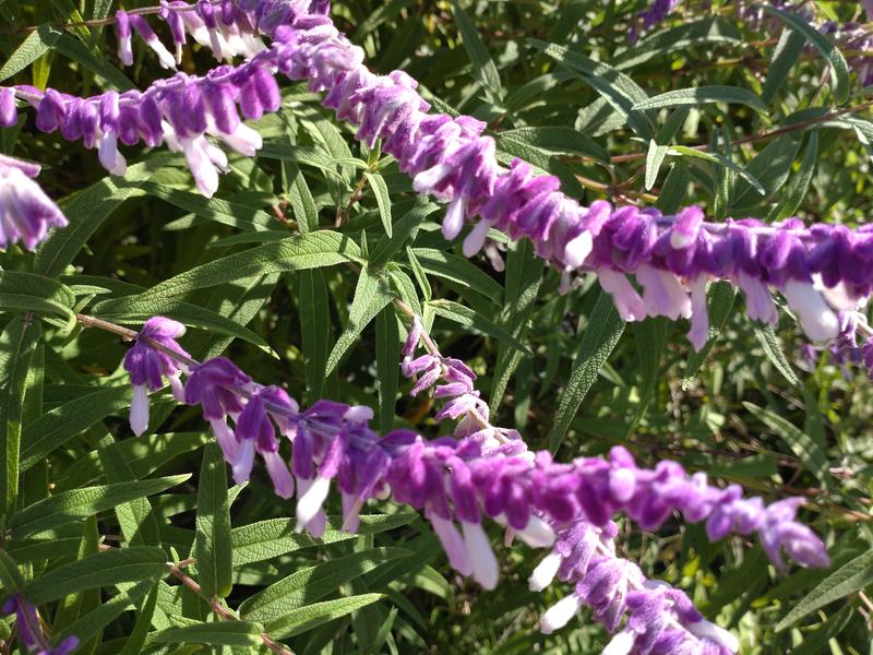 フェードアウト効果の草花写真