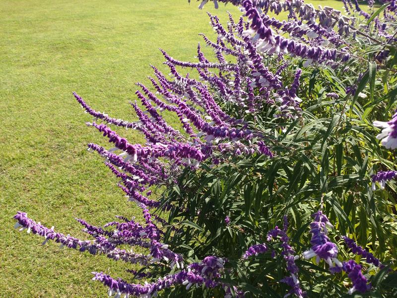 フェードアウト効果の草花写真