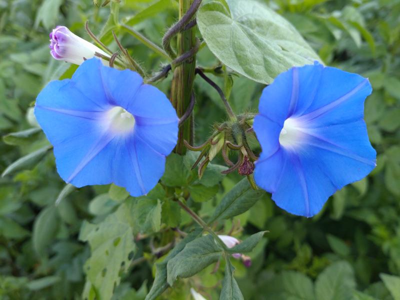 フェードアウト効果の草花写真