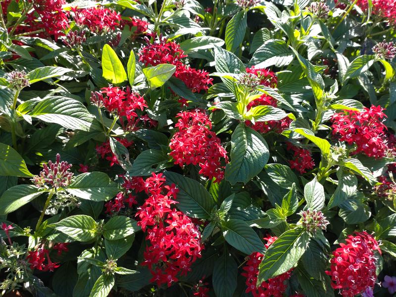 フェードアウト効果の草花写真