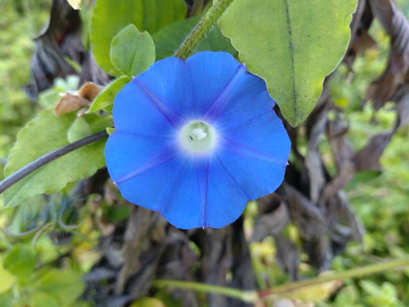 フェードアウト効果の草花写真