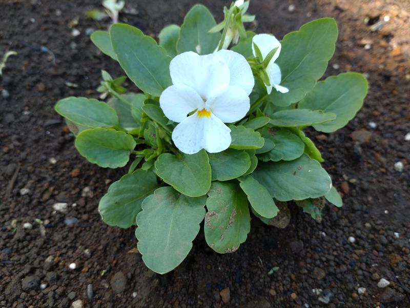 フェードアウト効果の草花写真