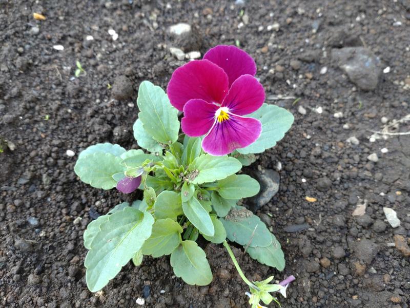 フェードアウト効果の草花写真