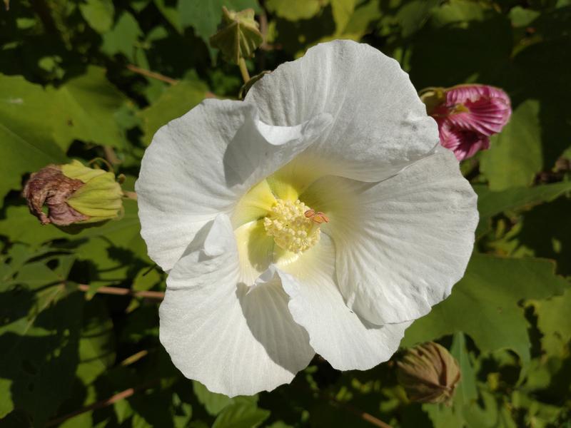 フェードアウト効果の草花写真