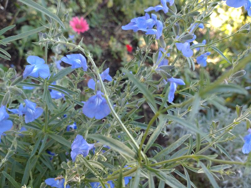 フェードアウト効果の草花写真