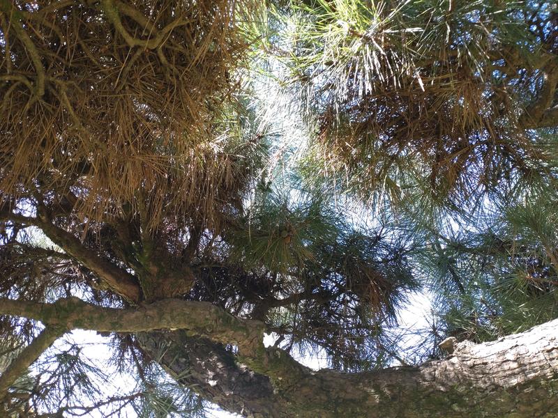 フェードアウト効果の草花写真