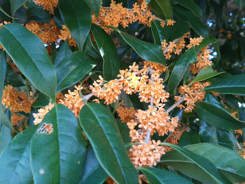 フェードアウト効果の草花写真