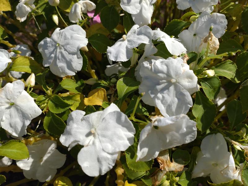 フェードアウト効果の草花写真