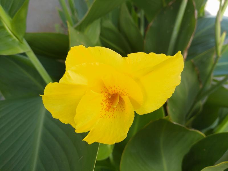 フェードアウト効果の草花写真