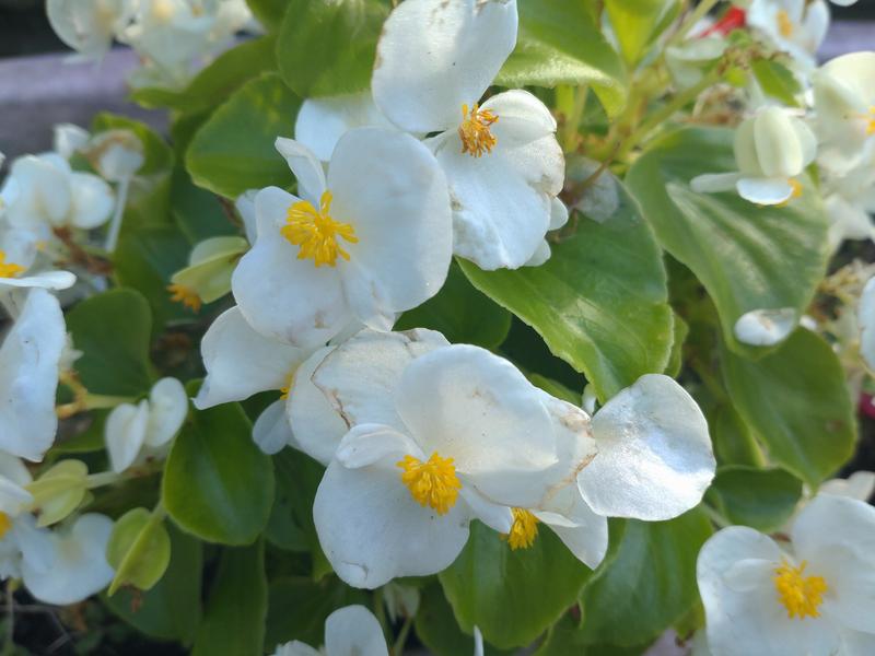 フェードアウト効果の草花写真