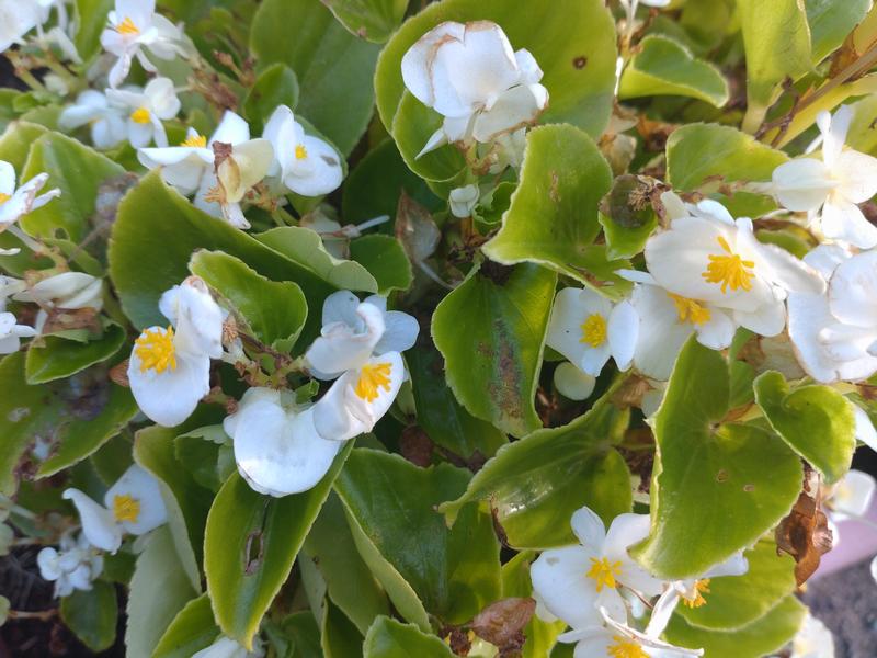 フェードアウト効果の草花写真