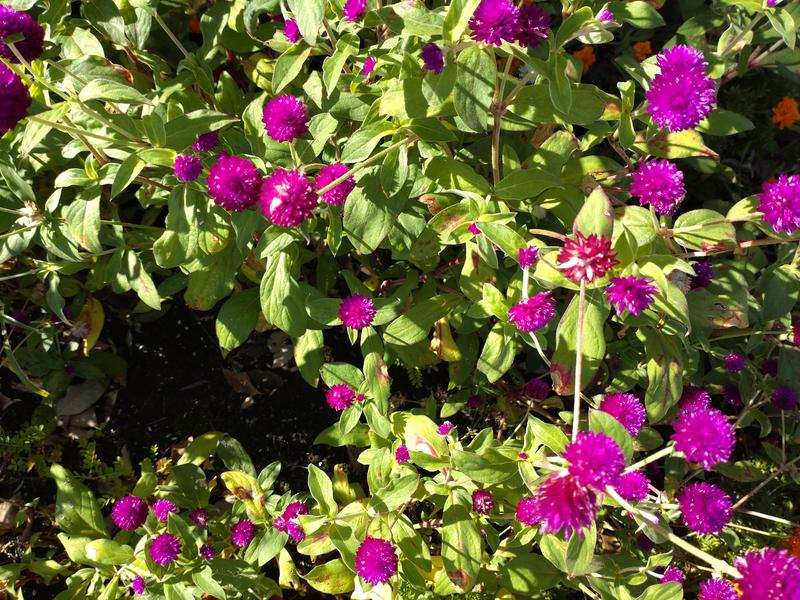 フェードアウト効果の草花写真