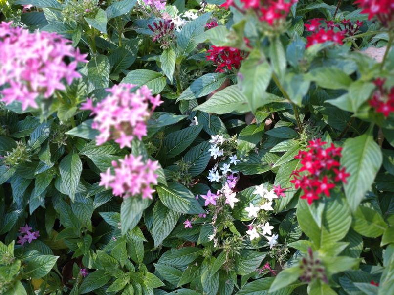 フェードアウト効果の草花写真