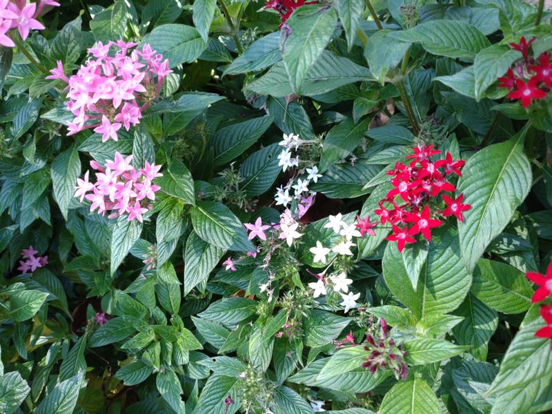 フェードアウト効果の草花写真